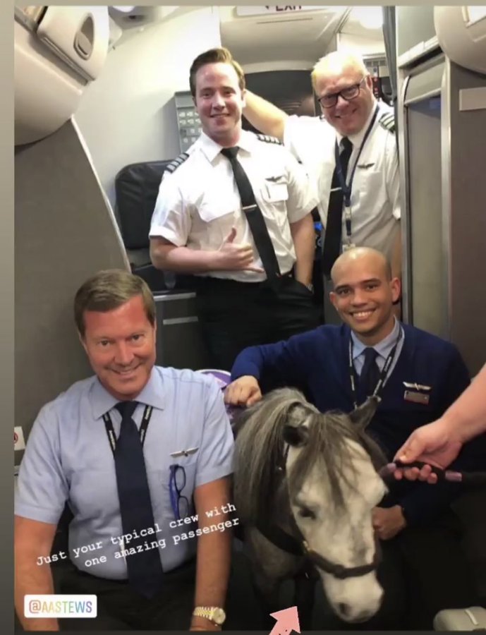 flirty el caballo que viaja en avion