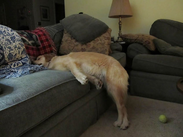 perros durmiendo en posiciones graciosas 