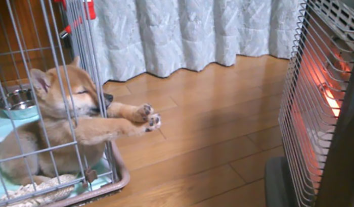 perros durmiendo en posiciones graciosas 