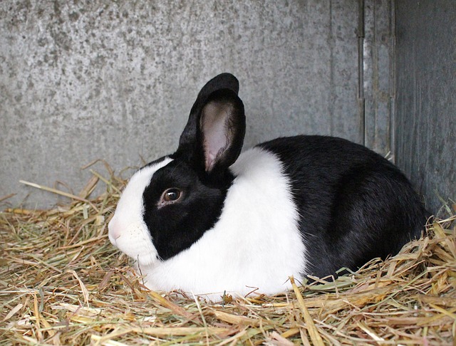 razas de conejos más elegidas como mascotas