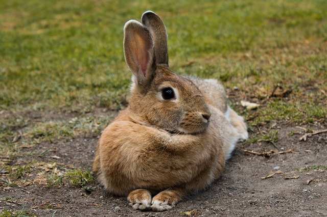limpiar las orejas a un conejo