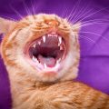 cuidado dental de los gatos