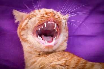 cuidado dental de los gatos