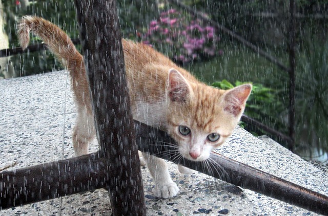 Enfermedades de las mascotas en épocas de lluvia