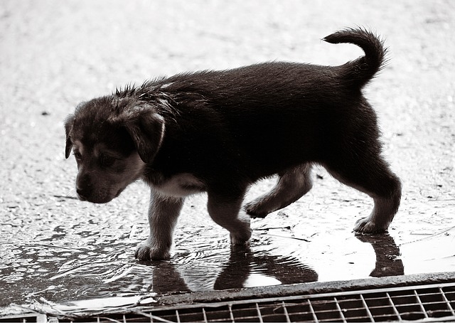 Enfermedades de las mascotas en épocas de lluvia