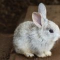 limpiar las orejas a un conejo
