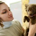por qué los perros tienen miedo del veterinario