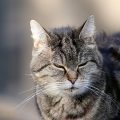 7 enfermedades mortales de los gatos