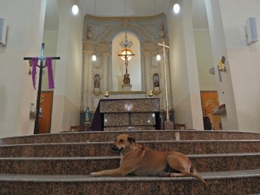 Funnily enough, this is not the first appearance of dogs and other animals in churches around the world. From a dog unexpectedly crashing church service in summer of this year (also in Brazil) to annual pet blessings during the St. Francis Day in honor of the Patron Saint of Animals, Saint Francis of Assisi – it seems that animals feel pretty comfortable in church. While serving the good cause, do you think it’s something the holy places could adopt more often?