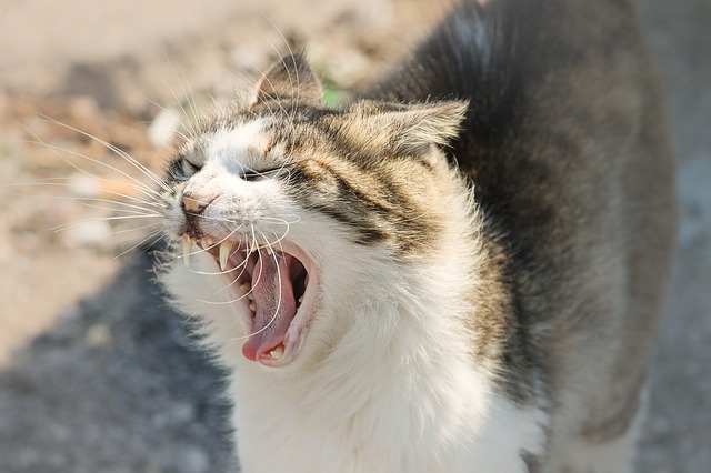 enfermedades mortales de los gatos rabia en gatos