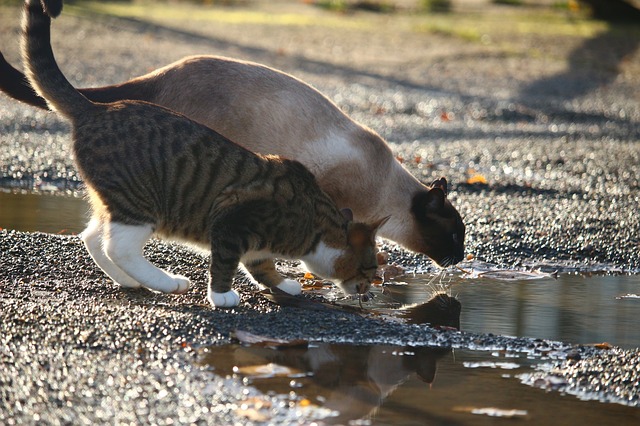 gato bebe mucha agua