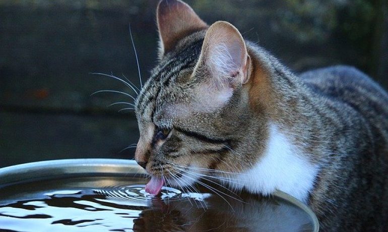 mi gato bebe mucha agua