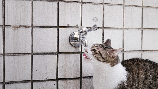 no es normal si el gato bebe mucha agua
