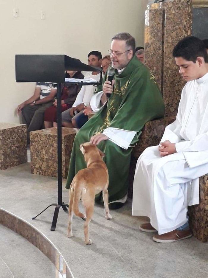 párroco brasileño invita a perros abandonados a la iglesia