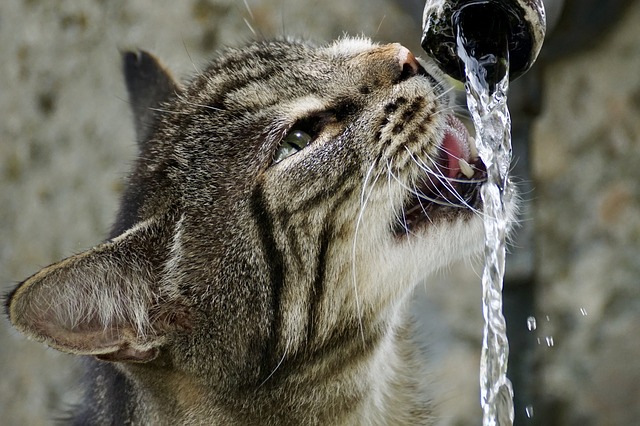 por qué un gato bebe mucha agua