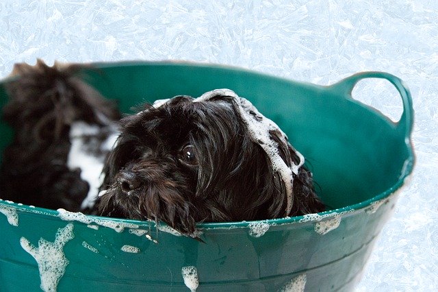 cómo bañar a tu perro en invierno