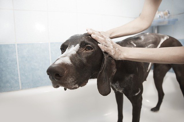 consejos para bañar a tu perro en invierno