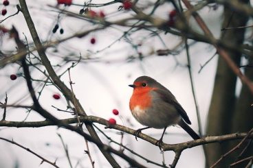 cuidados de los pájaros en invierno