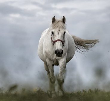 curiosidades de los caballos que no conocías