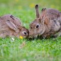 el conejo europeo o común está en peligro de extinción en España