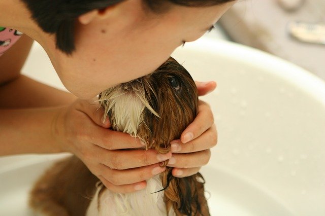 es aconsejable bañar a tu perro en invierno o no