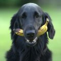 Los perros pueden comer plátano