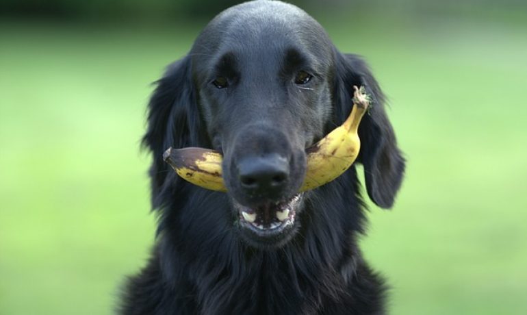 Los perros pueden comer plátano