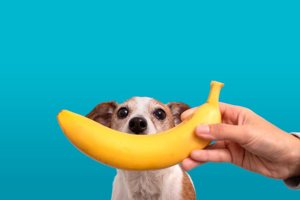 los perros pueden comer plátano con moderación