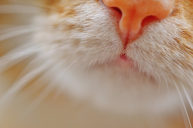 motivos por los que mi gato sangra por la nariz