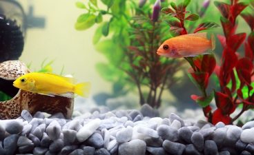 cómo diferenciar a un pez enfermo