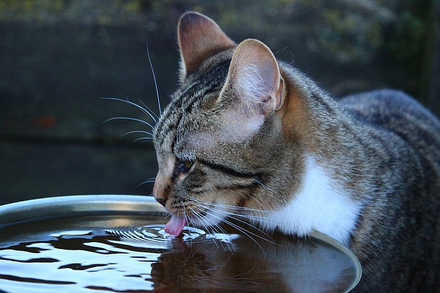 qué hago si mi gato no bebe agua