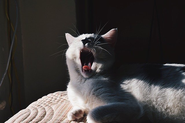 a los gatos les gusta el sol mucho