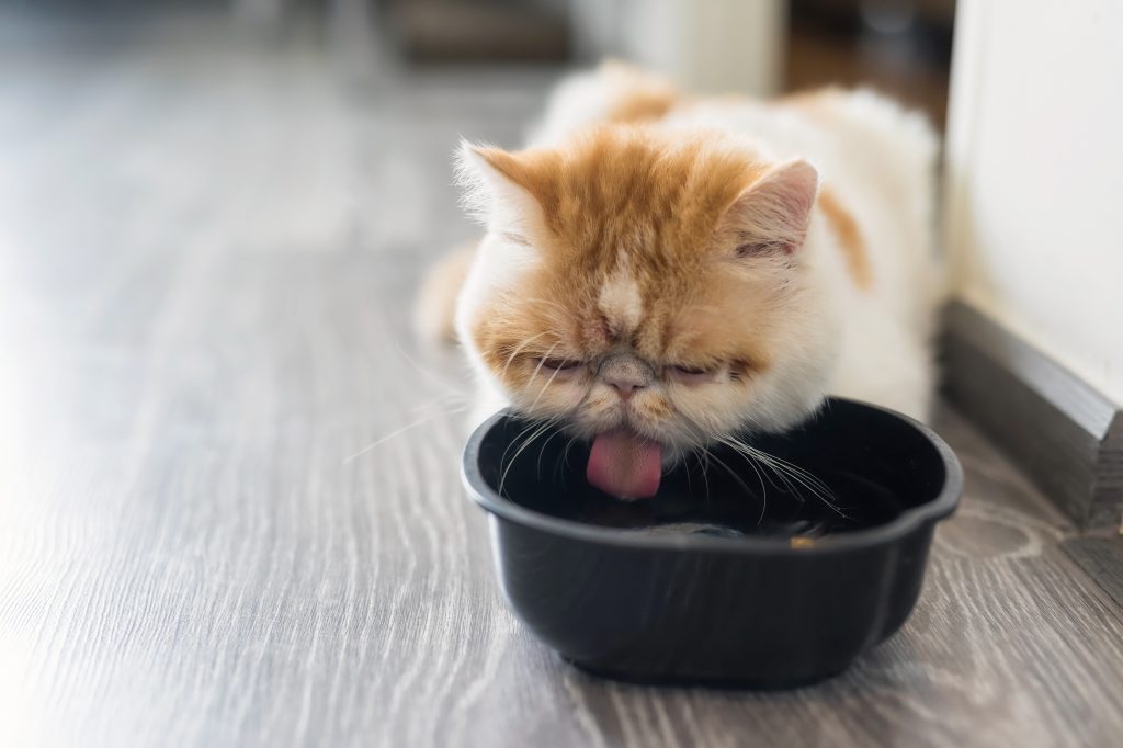 agua en la dieta astringente para gatos