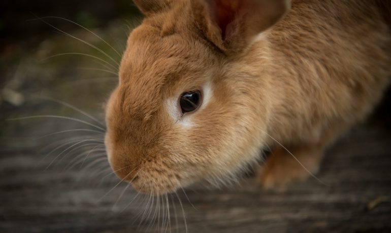cómo evitar el estrés en conejos
