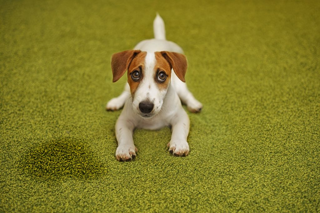 Mi Perro Tiene Ansiedad: ¿cuáles Pueden Ser Las Causas?