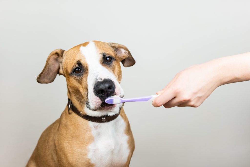 cuidados de mascotas cuidados dentales