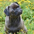 Síndrome vestibular en perros causas, síntomas y tratamiento