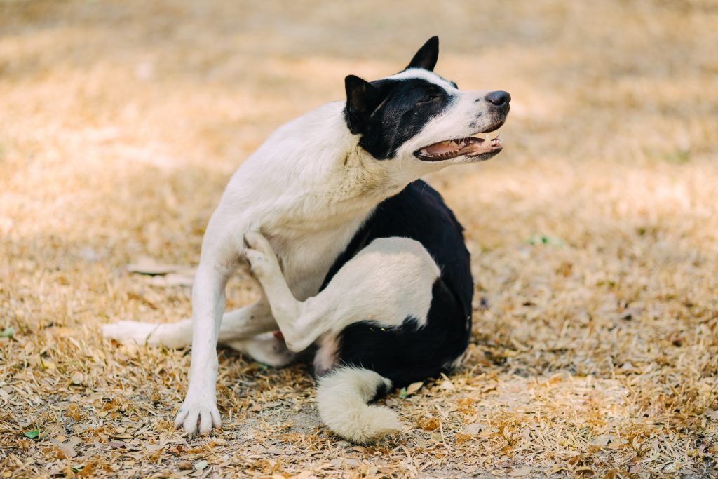 síntomas del prurito canino
