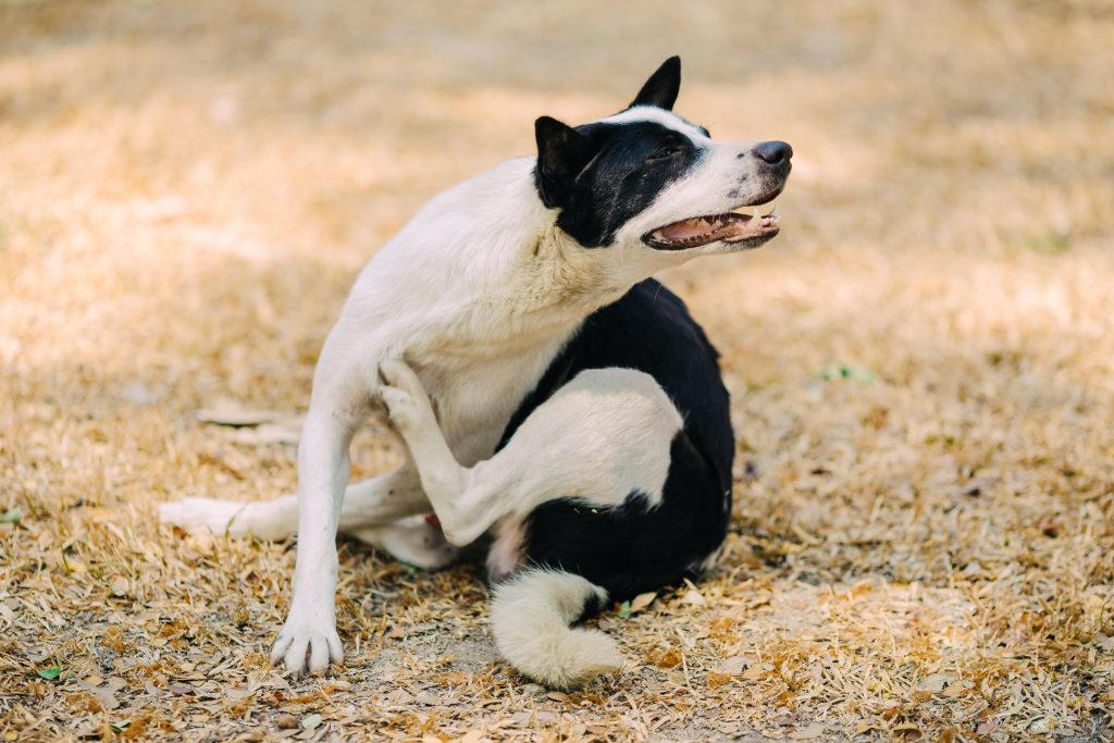 Prurito canino qué es, causas y tratamiento del prurito en perros Prurito canino qué es, causas y tratamiento del prurito en perros