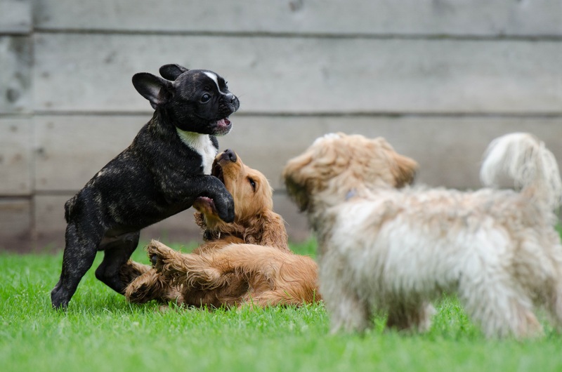 tips evitar el mal comportamiento de los perros