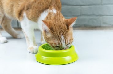 todo sobre la dieta astringente para gatos