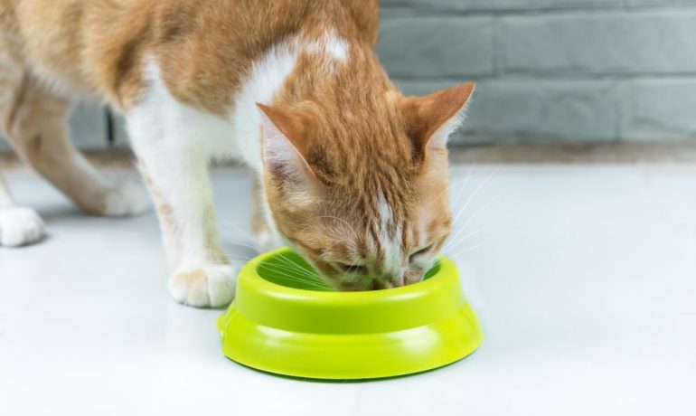 todo sobre la dieta astringente para gatos