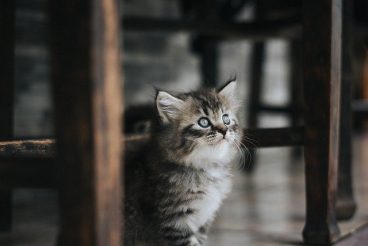 ansiedad por separación en gatos