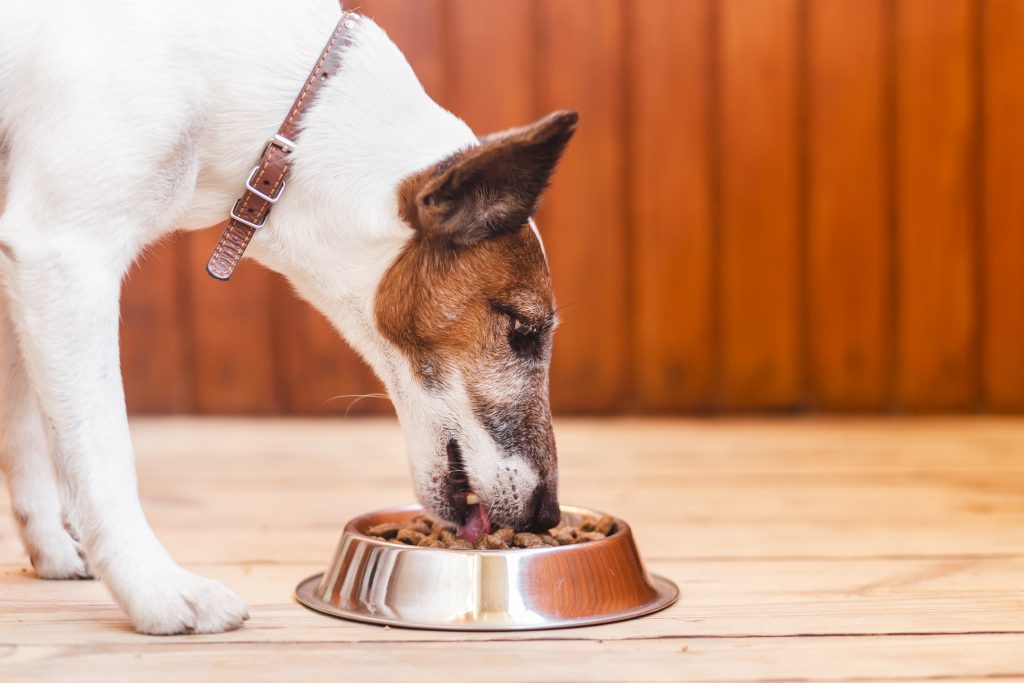 beneficios de la comida húmeda para perros