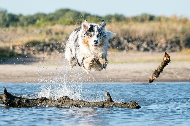 no todos los perros disfrutan del agua