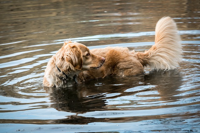 perros a los que les gusta el agua golden retriever