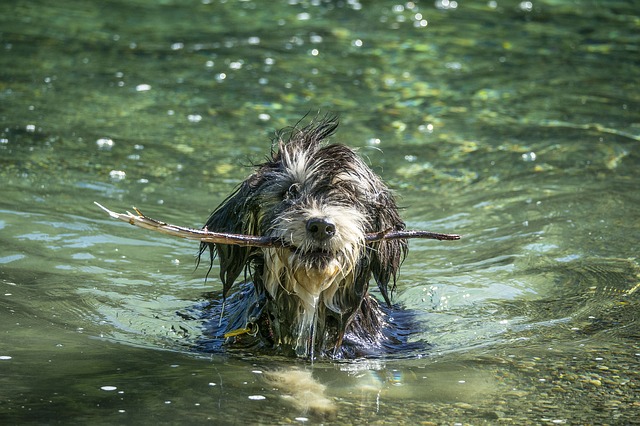 precauciones aunque a tu perro le guste al agua