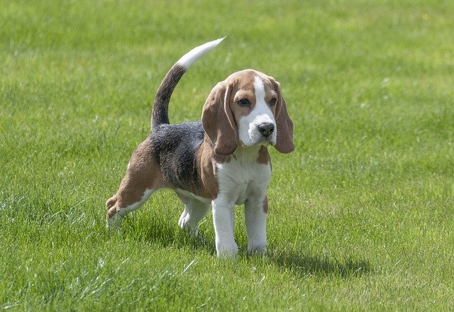 Beagle razas de perros de orejas largas