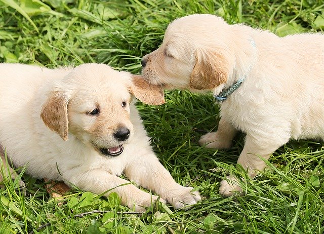 conductas que explican la monta entre perros del mismo sexo