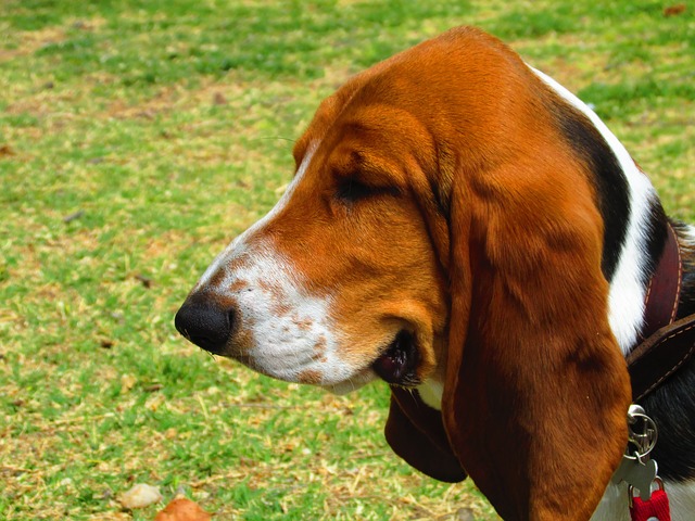 consejos sobre Cómo cuidar las orejas largas de un perro
